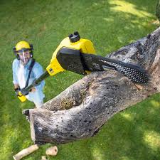 Organic Lawn Care Solutions in Plymouth, CA