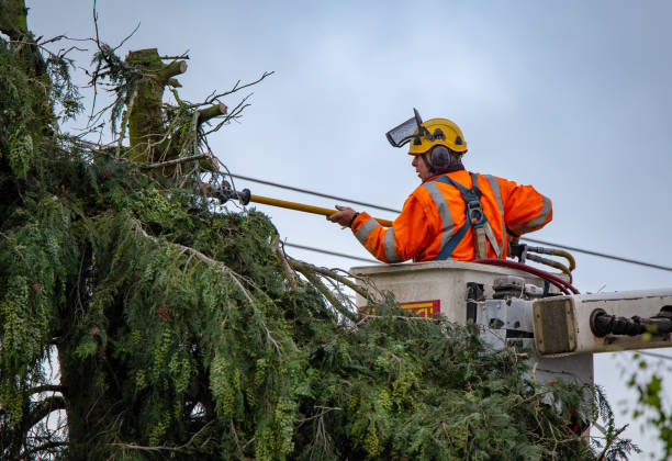 Professional Tree Services in Plymouth, CA