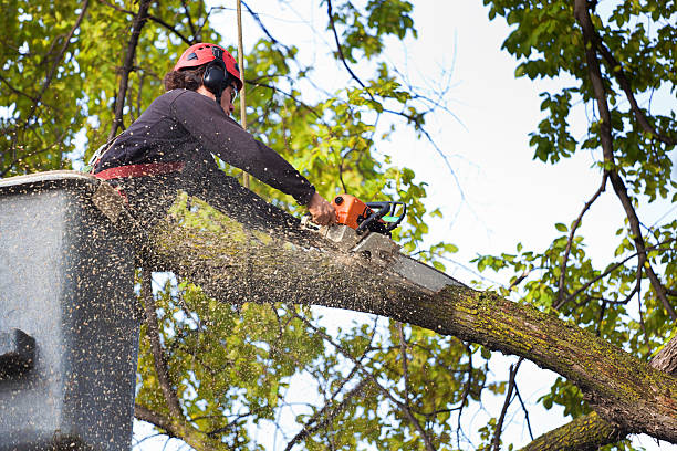 How Our Tree Care Process Works  in  Plymouth, CA