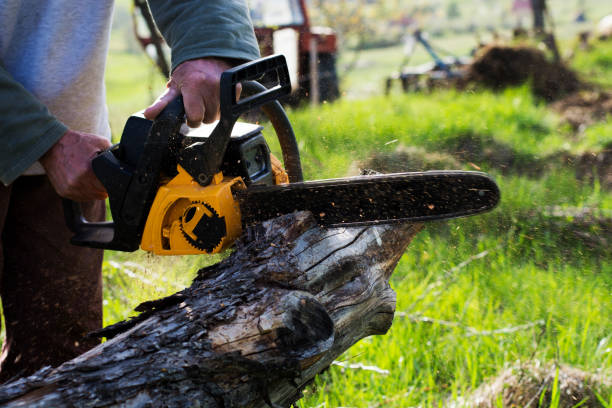 Seasonal Cleanup (Spring/Fall) in Plymouth, CA